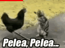 Pelea, Entre Gallo Y Gato GIF - Pelea Pelea Gallo Vs Gato GIFs