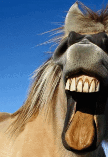 horse horse smile horse teeth