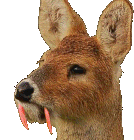 Deer Rgb Sticker - Deer Rgb Stickers