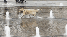 Playing At The Fountain Dog GIF - Playing At The Fountain Dog Running GIFs