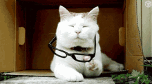 Cat Glasses On GIF - Cat Glasses On Cant See GIFs