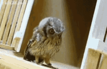 owl attack strike pounce