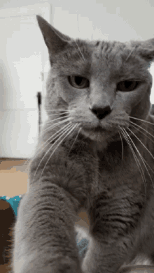 Pet Me Pay Attention To Cat GIF - Pet Me Pay Attention To Cat Selfie GIFs