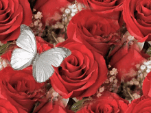 Butterfly Red Roses GIF - Butterfly Red Roses Rose GIFs