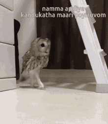 owl vadivelu
