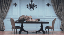 House Cats GIF - Cats GIFs