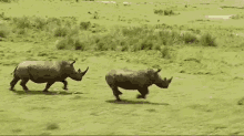 rhinos running
