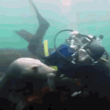 sea lion petting underwater fun pet fun pets
