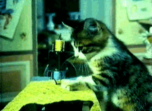 It'S So Easy, A Cat Can Sew It GIF - Cats GIFs