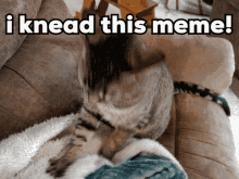 Knead Need Meme GIF - Knead Need Meme Cat GIFs