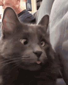 Cat Derp GIF - Cat Derp Squint GIFs