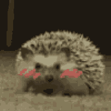 Hedgehog Blush GIF - Hedgehog Blush Cute GIFs