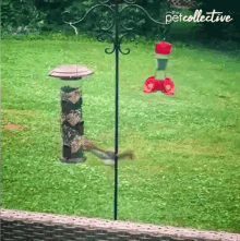 Stealing Food The Pet Collective GIF - Stealing Food The Pet Collective Squirrel GIFs