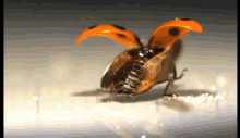 Spread Your Wings Bugs GIF - Spread Your Wings Bugs Ladybug GIFs