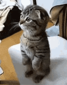 Cat Stand GIF - Cat Stand Pose GIFs