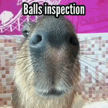 balls inspection