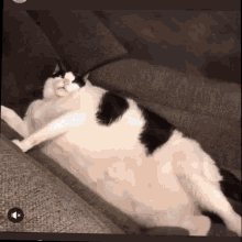 cat fat what