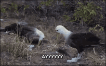 Pelicans Whats Up GIF - Pelicans Whats Up Excited GIFs