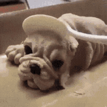 Dog Scared GIF - Dog Scared Cookie GIFs