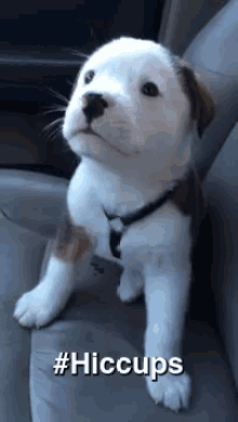 Hiccups GIF - Hiccups Puppy Dog GIFs