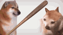 Horny Dogge Doggo Horny Doge Doge Bonks Horny Jail GIF - Horny Dogge Doggo Horny Doge Doge Bonks Horny Jail GIFs
