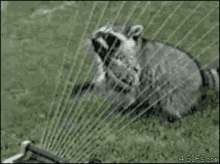 racoon harp