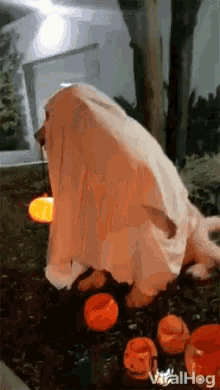 happy halloween cute doggie ghost