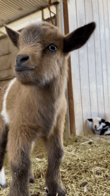 Baby Goat GIF - Baby Goat GIFs