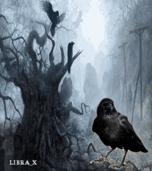 Animal Bird GIF - Animal Bird Crow GIFs