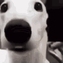 Shaking Dog White Dog GIF - Shaking Dog White Dog Scared GIFs