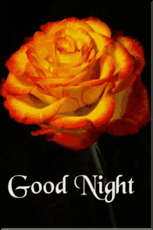 j%C3%B3%C3%A9jszak%C3%A1t good night rose flower