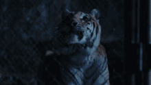 The Tiger Rising Id Love To See That Tiger Just Rise On Up Out Of That Cage GIF - The Tiger Rising Tiger Rising Id Love To See That Tiger Just Rise On Up Out Of That Cage GIFs
