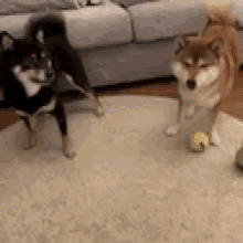 Butt Punch Dogs GIF - Butt Punch Dogs Fighting GIFs