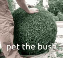 Pet The GIF - Pet The Bush GIFs