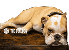 the bulldog bulldog the bulldog amsterdam bulldog amsterdam amsterdam