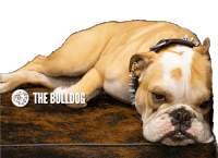 The Bulldog Bulldog Sticker - The Bulldog Bulldog The Bulldog Amsterdam Stickers