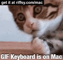 cat gifkeyboardformac
