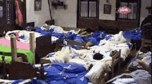 Jump On The Bed Dog GIF - Jump On The Bed Dog Farma GIFs