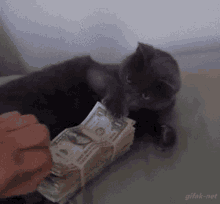 Money Cat GIF - Money Cat Mine GIFs