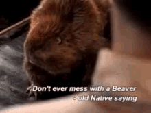 Beaver Dis Beav GIF - Beaver Dis Beav GIFs