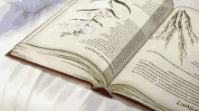 book study read wind flower book study read wind flower