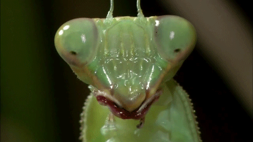 praying-mantis-chew.gif