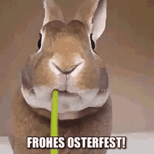 Frohes Osterfest! GIF - Frohes Osterfest Ostern Osterhase GIFs