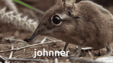 Johnner Mouse GIF - Johnner Mouse Rodent GIFs