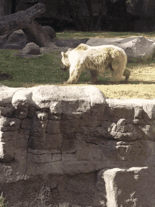 bear polar