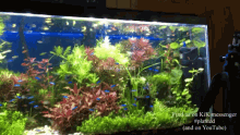 Planted Aquarium Elans Forest GIF - Planted Aquarium Elans Forest Beautiful Fish Tank GIFs