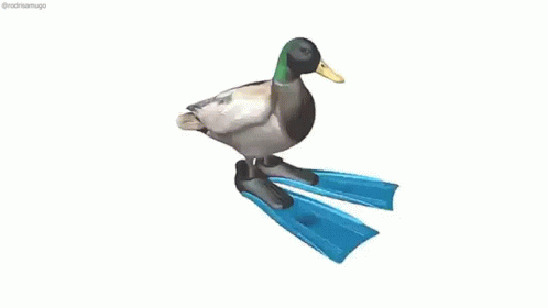 Pato Duck GIF - Pato Duck Wwim Fin GIFs