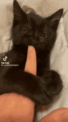 Very Evil Cat Evil Black Cat Evil GIF - Very Evil Cat Evil Black Cat Evil GIFs