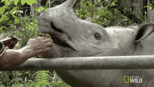 eating supporting puntong the rhino world rhino day feeding having a bite