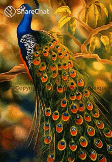 peacock blessings feathers eyes %E0%A4%AE%E0%A5%8B%E0%A4%B0